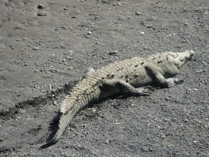 Crocodile