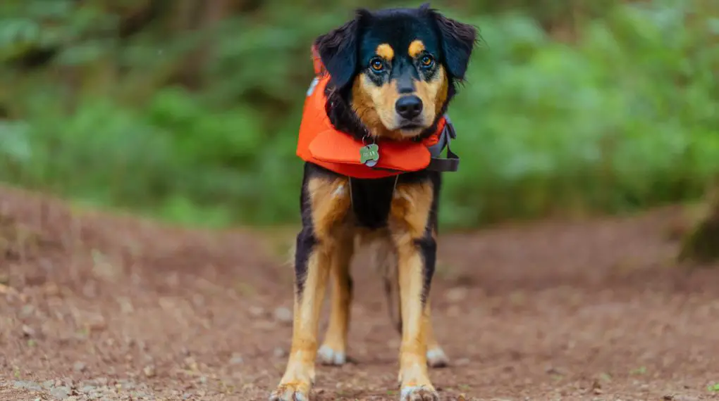 Dog in a life jacket